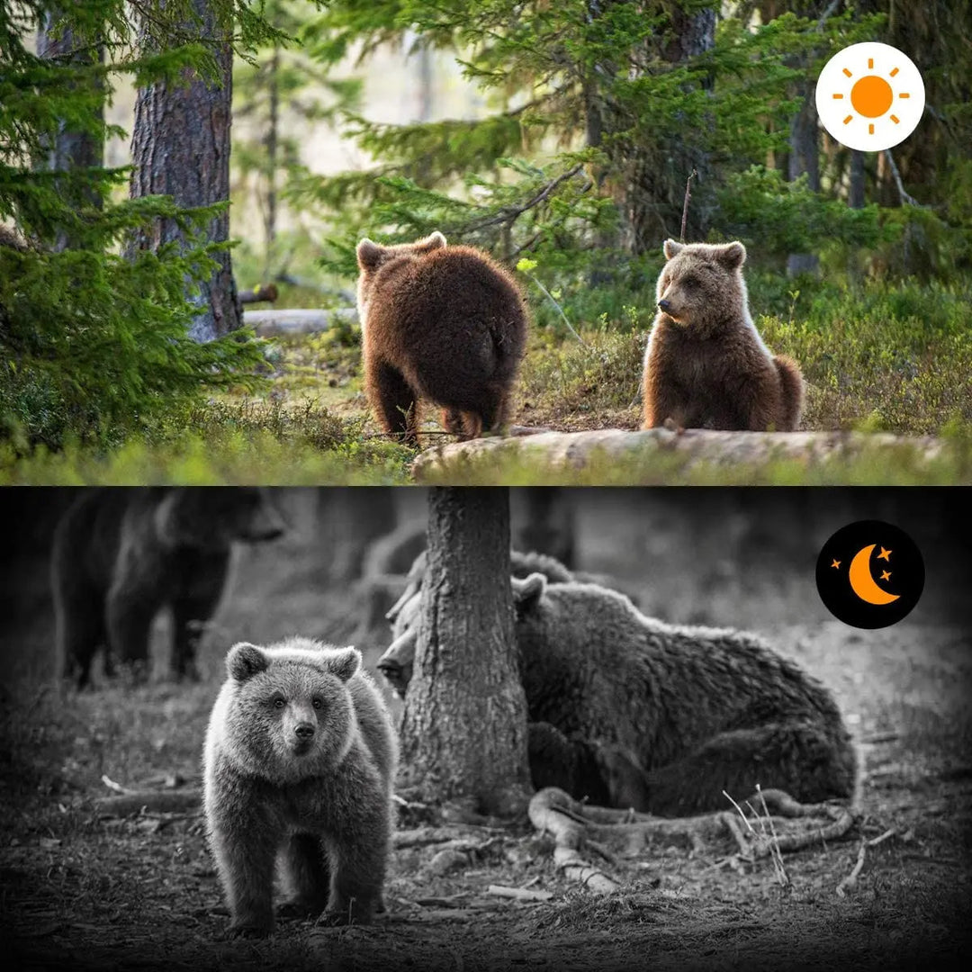 Zaawansowana Kamera Leśna z Nocnym Wizorem