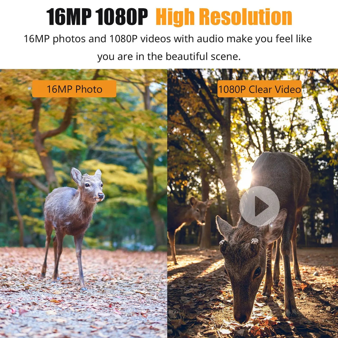 Kamera leśna 1080P z nocnym widzeniem