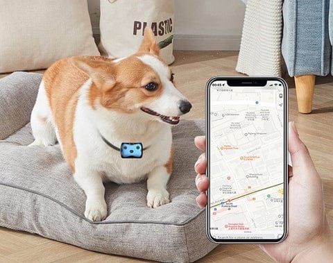 Lokalizator GPS dla psów | Obroża lokalizacyjna