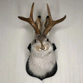 Dekoracja Ścienna Jackalope