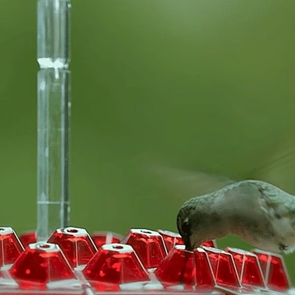 Karmnik dla kolibrów z wbudowanym zbiornikiem na mrówki