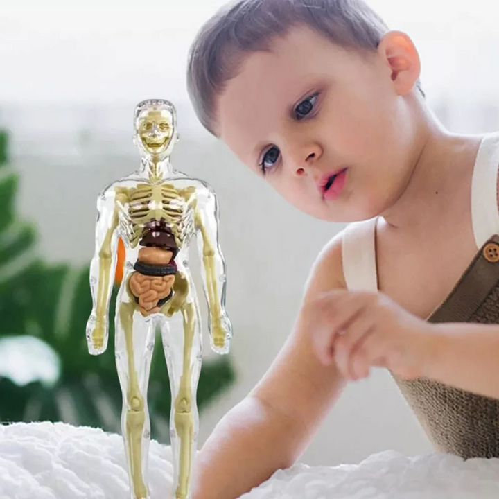 Model torsu ludzkiego ciała 3D dla dzieci | Model anatomiczny szkieletu