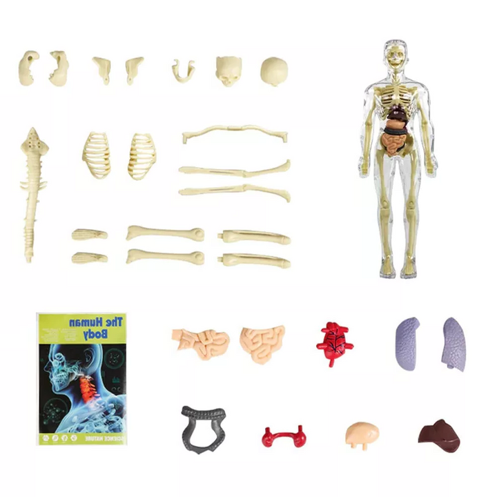 Model torsu ludzkiego ciała 3D dla dzieci | Model anatomiczny szkieletu