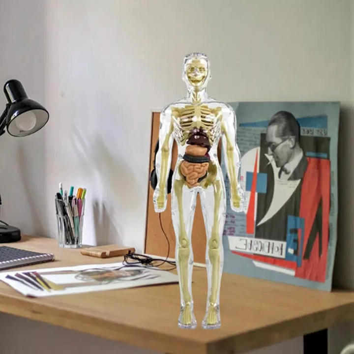 Model torsu ludzkiego ciała 3D dla dzieci | Model anatomiczny szkieletu