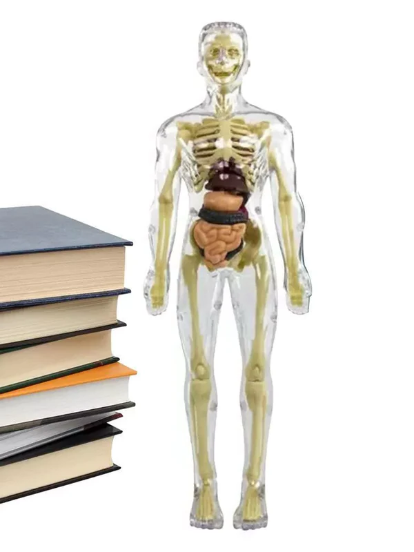 Model torsu ludzkiego ciała 3D dla dzieci | Model anatomiczny szkieletu