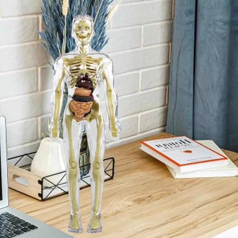 Model torsu ludzkiego ciała 3D dla dzieci | Model anatomiczny szkieletu